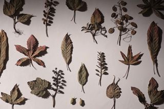 galleriaにて、morison kobayashi “Forest Floor” 3月9日〜21日 - minä