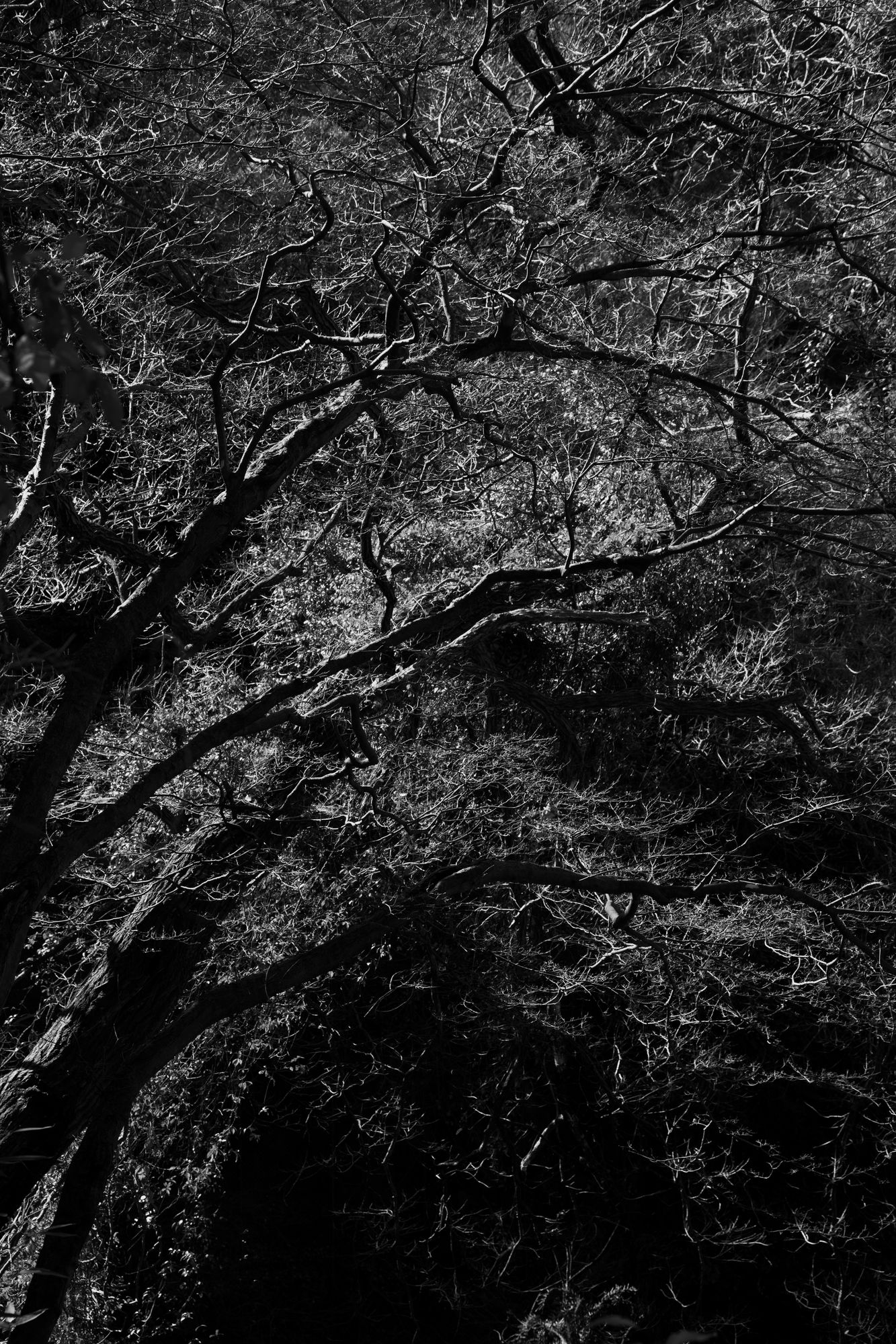 Helix by Shimpei Yamagami vol.2 - minä perhonen