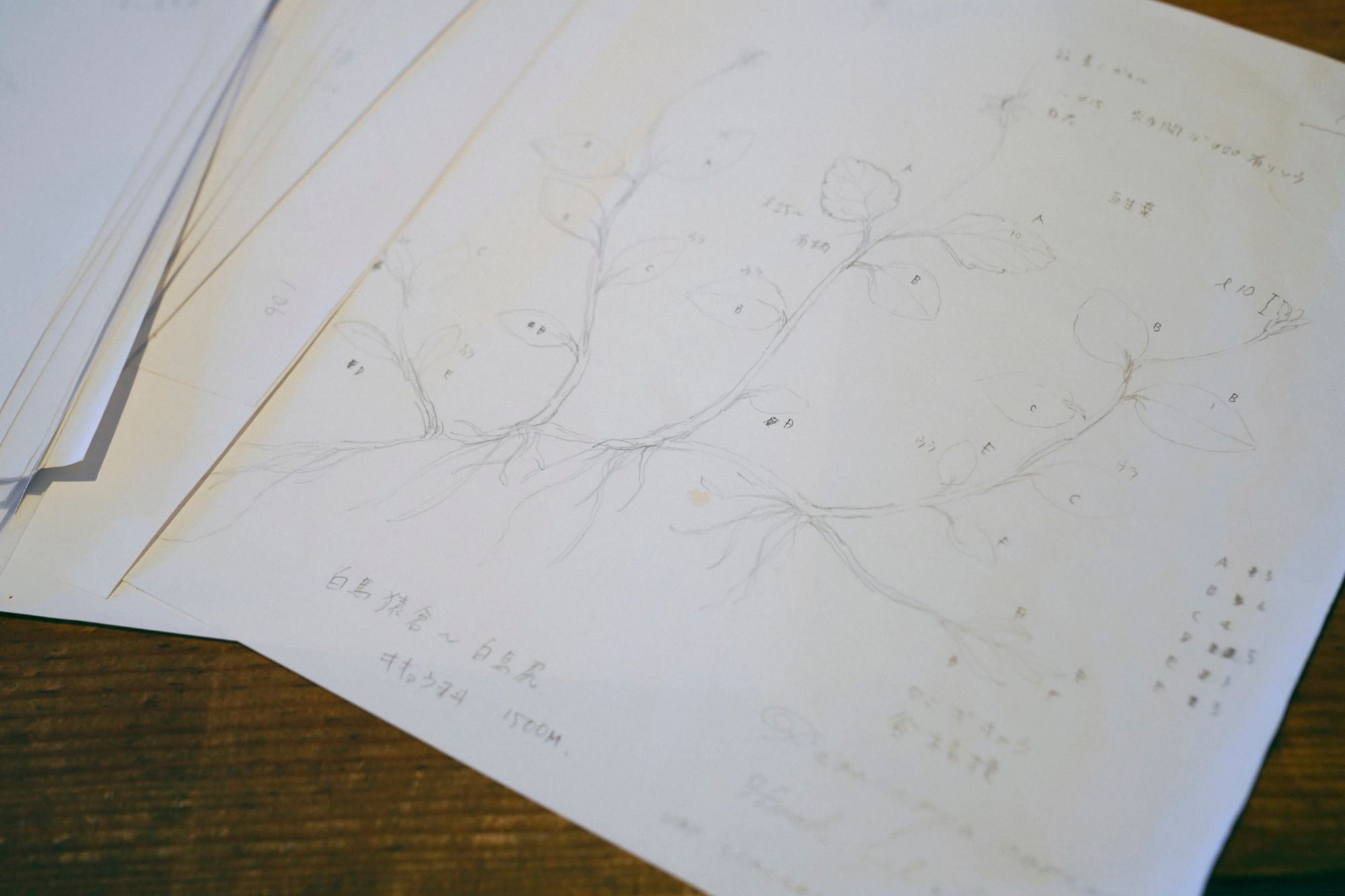 steel artist — Morison Kobayashi - minä perhonen