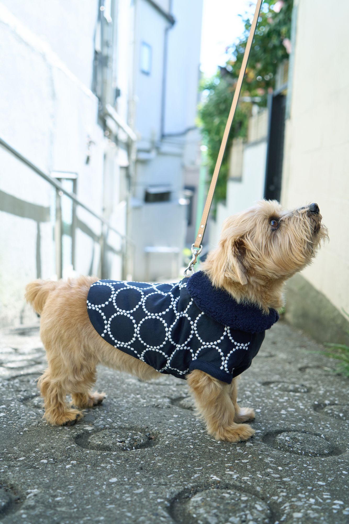 tambourine dog wear - minä perhonen