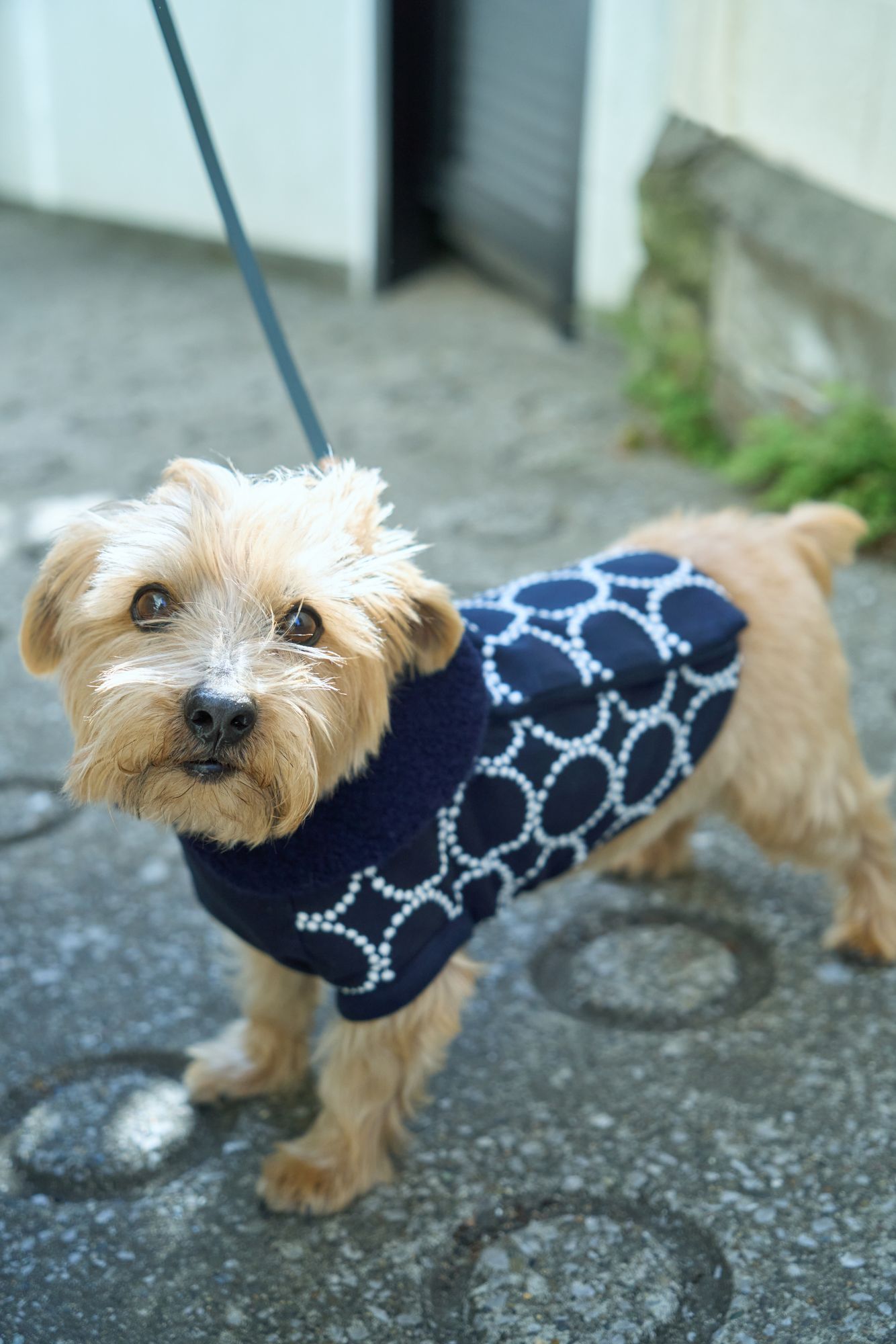 tambourine dog wear - minä perhonen