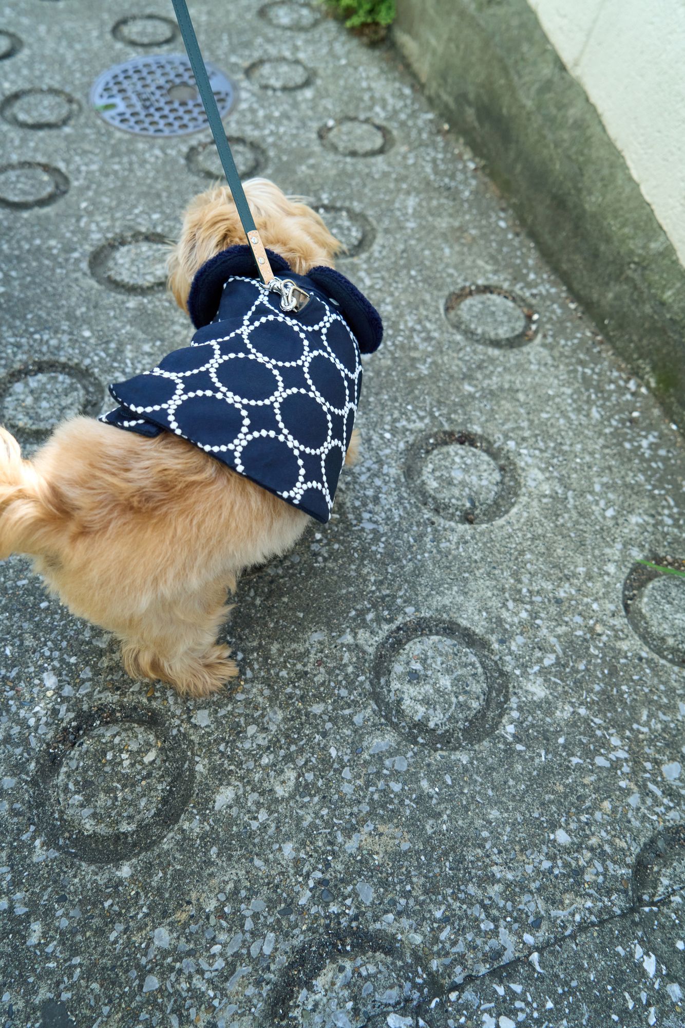 tambourine dog wear - minä perhonen