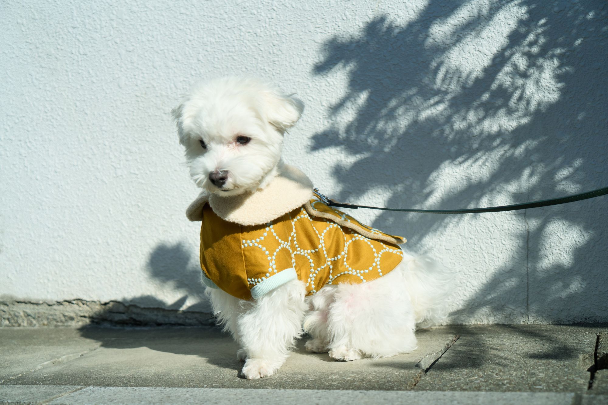 tambourine dog wear - minä perhonen