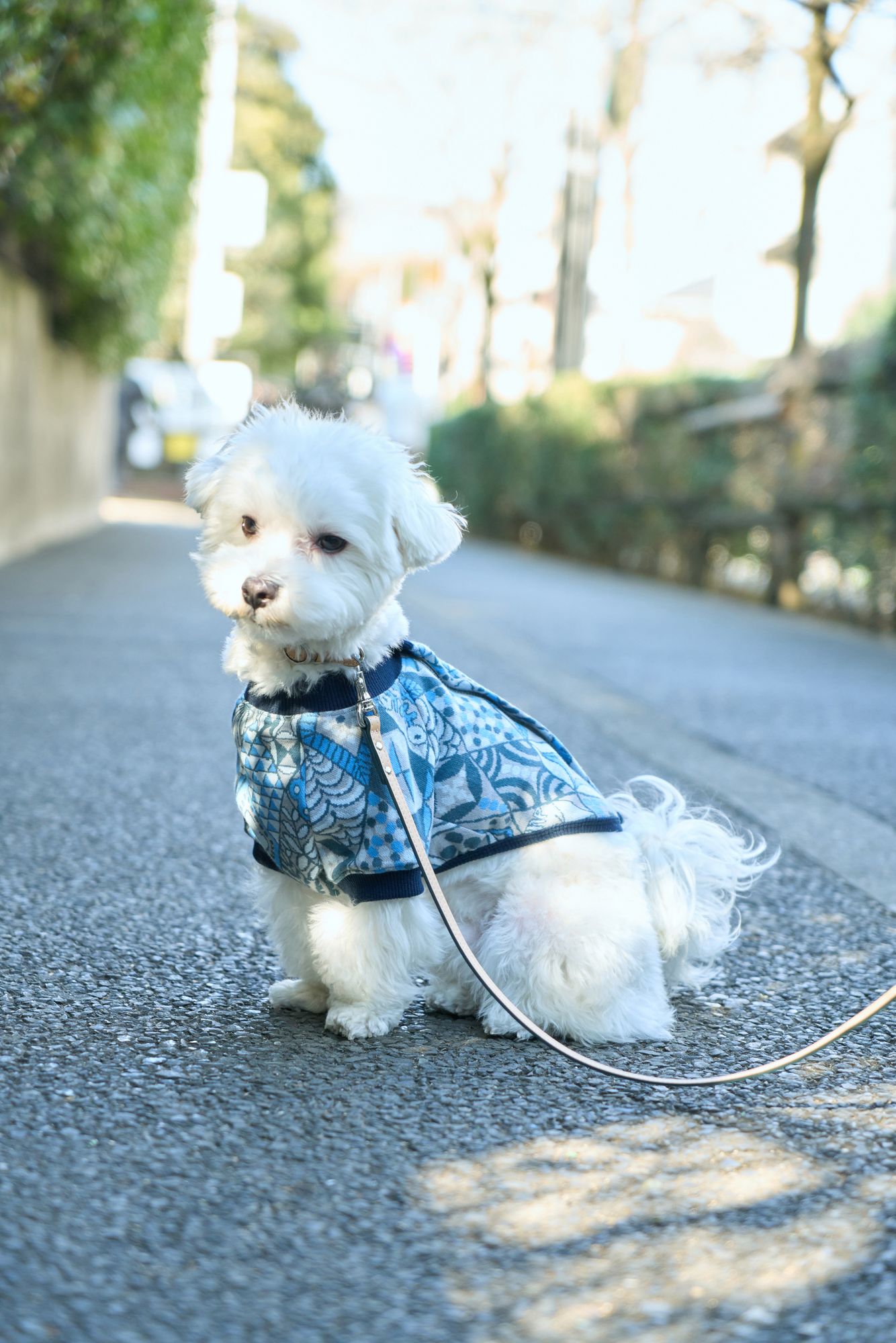 symphony dog wear - minä perhonen