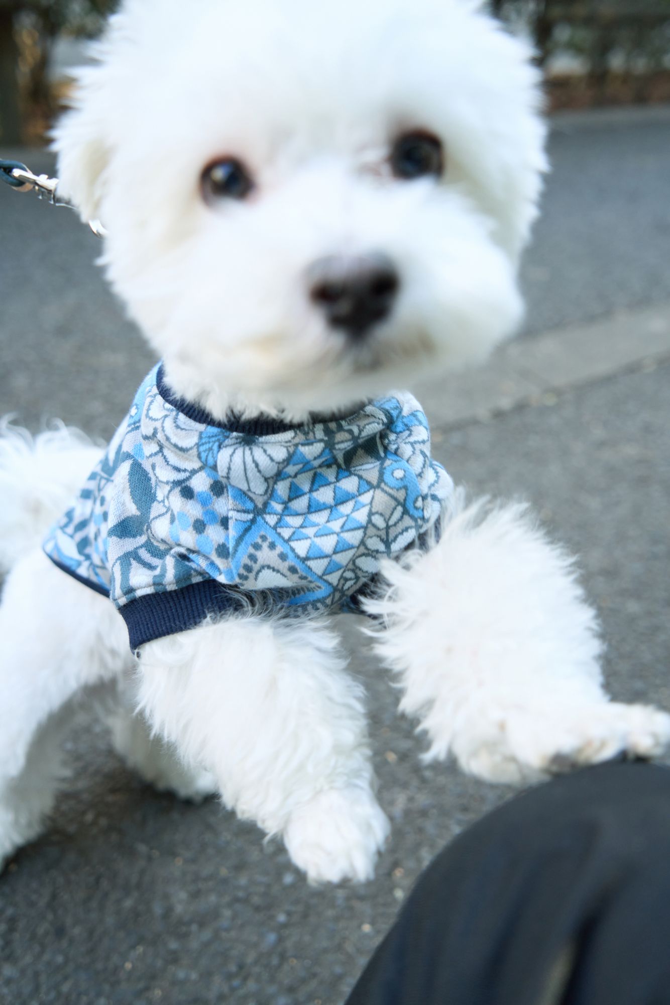symphony dog wear - minä perhonen