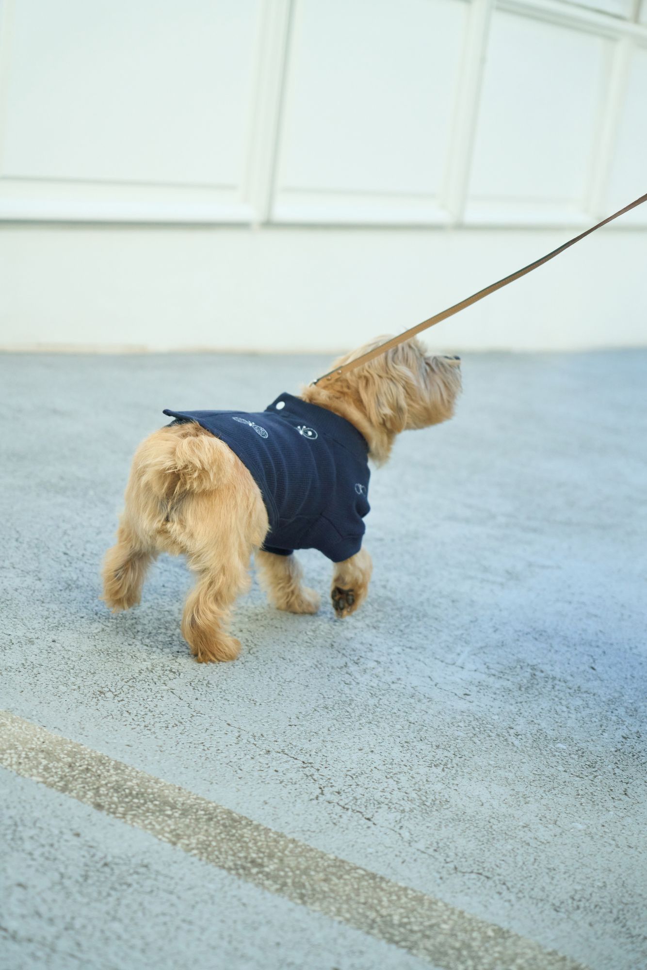 choucho dog wear - minä perhonen