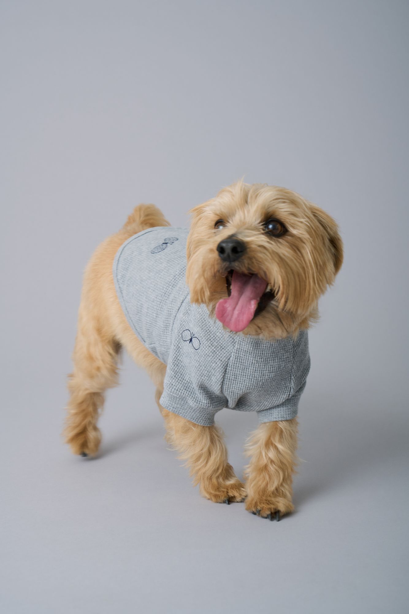 choucho dog wear - minä perhonen