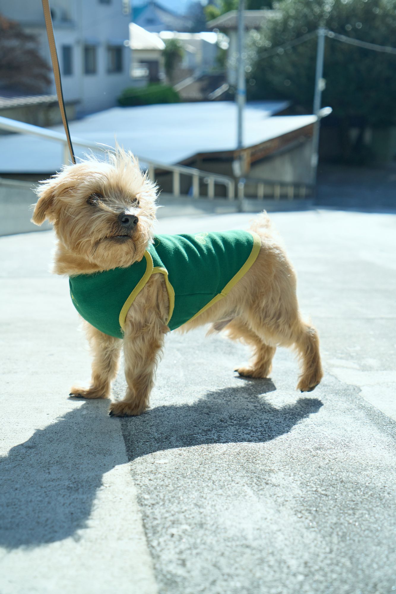 choucho dog wear - minä perhonen